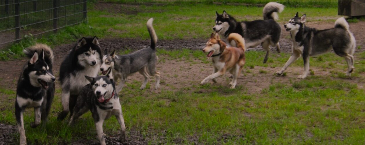 Huskytreff Ostfriesland-Emsland