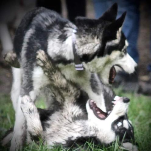 Huskytreff 29.10.2023